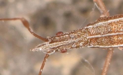Berytinus clavipes